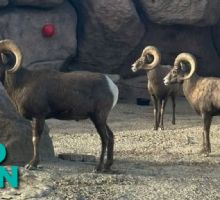 Perros ferales irrumpen en Zoológico de León y acaban con rebaño de borregos muflones