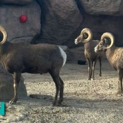 Perros ferales irrumpen en Zoológico de León y acaban con rebaño de borregos muflones