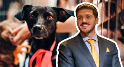 Cárcel y multa: este será el castigo para las personas que maltraten animales en Nuevo León