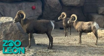 Perros ferales irrumpen en Zoológico de León y acaban con rebaño de borregos muflones