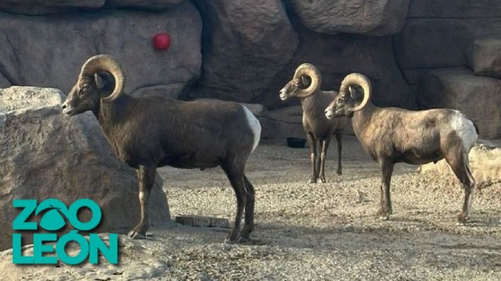 Perros ferales irrumpen en Zoológico de León y acaban con rebaño de borregos muflones