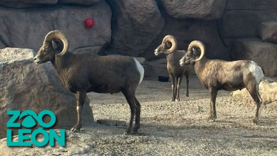 Jauría de perros ferales irrumpió en el Zoológico de León, acabando con rebaño de borregos muflones.