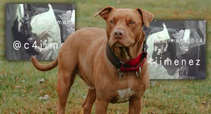 VIDEO | Tres pitbull atacan a una joven en Tláhuac; está en riesgo la movilidad de su pierna y brazo