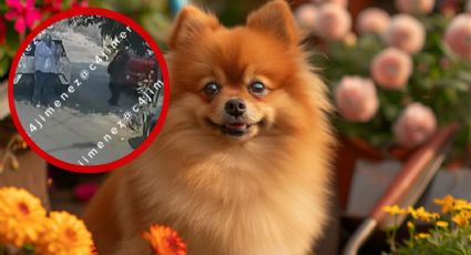 VIDEO | Conductor se roba a un perrito pomerania en calles de la CDMX