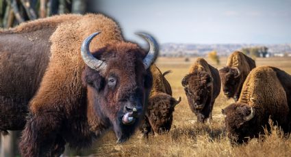Regreso histórico del bisonte al norte de México: reintroducen 44 ejemplares en Coahuila