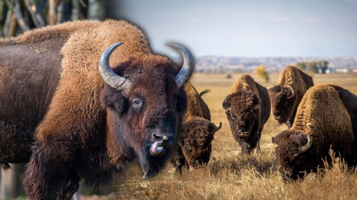 Regreso histórico del bisonte al norte de México: reintroducen 44 ejemplares en Coahuila