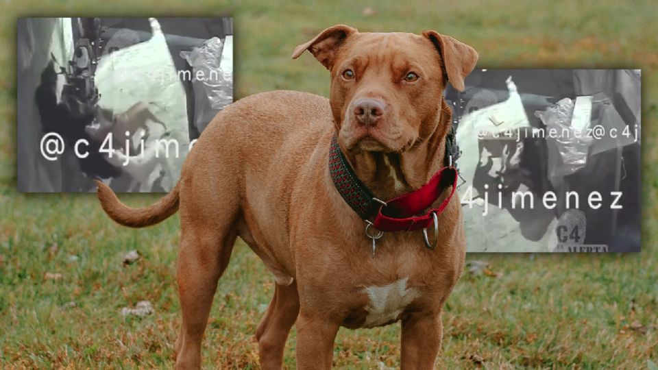 Brutal ataque de 3 perros pitbull a mujer en Tláhuac — lo que sabemos.