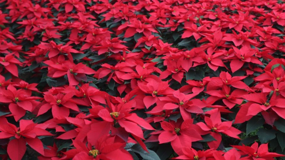 Es recomendable no mojar las hojas ni las brácteas (las hojas de color), ya que esto puede favorecer el desarrollo de hongos o dejar manchas