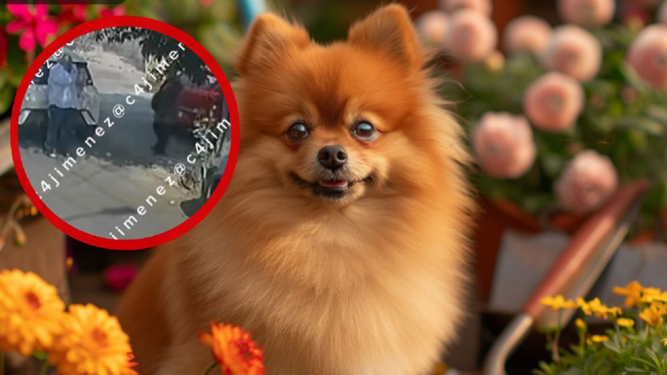 El conductor recogió a los dueños de Luka para un traslado aparentemente rutinario.