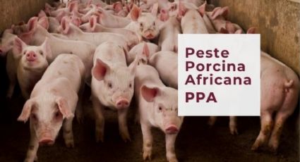 Alerta sanitaria: España busca el origen del virus de la peste porcina en 5 laboratorios