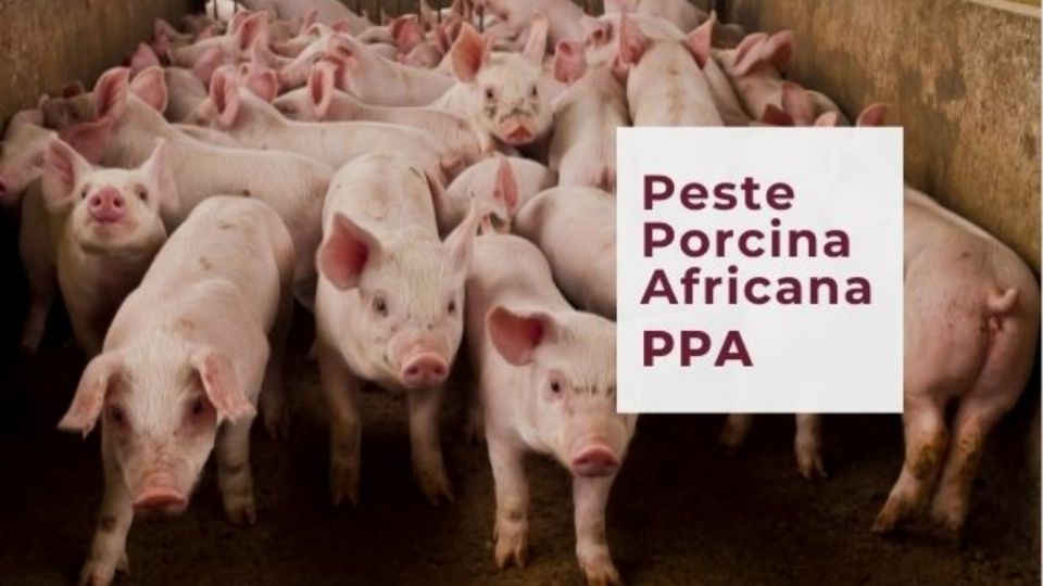 España busca el origen del virus de la peste porcina en 5 laboratorios