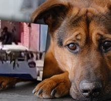 Se viralizó el momento en que un hombre abandona a su perro en plena calle