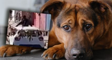 Se viralizó el momento en que un hombre abandona a su perro en plena calle