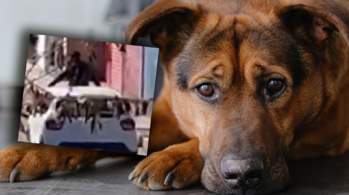 Se viralizó el momento en que un hombre abandona a su perro en plena calle