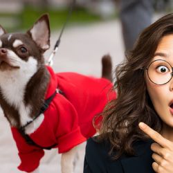 ¿Los perros necesitan suéter en invierno? Cuándo sí y cuándo no es recomendable ponerles ropa
