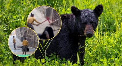 Oso negro ataca a su cuidador durante espectáculo en China | VIDEO