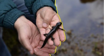 UNAM advierte que rescatar Xochimilco es clave para salvar al ajolote y alimentar a la CDMX