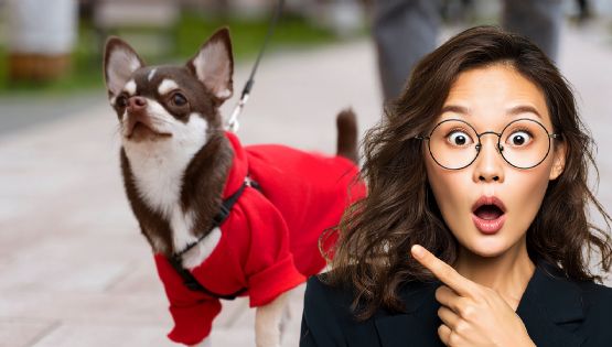 ¿Los perros necesitan suéter en invierno? Cuándo sí y cuándo no es recomendable ponerles ropa