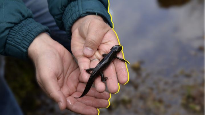UNAM advierte que rescatar Xochimilco es clave para salvar al ajolote y alimentar a la CDMX
