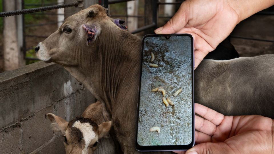 La restricción de importaciones a Estados Unidos por el gusano barrenador afecta a un millón 300 mil cabezas de ganado.