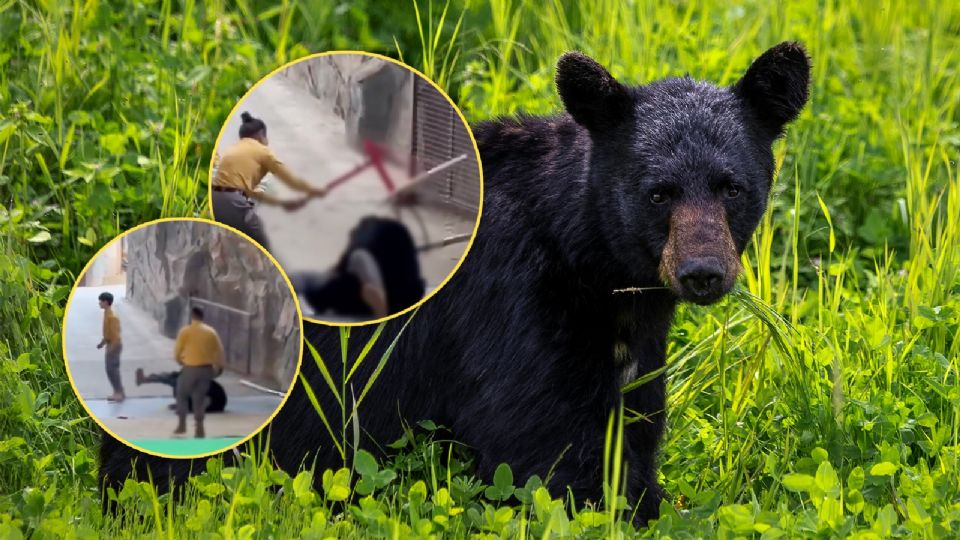 Las imágenes muestran al oso abalanzándose sobre el trabajador en pleno show.
