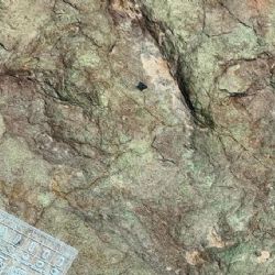 INAH descubre huellas de dinosaurios de hace 120 millones de años en Puebla