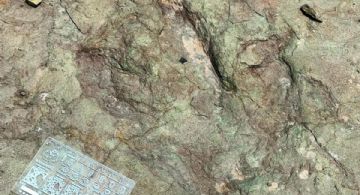 INAH descubre huellas de dinosaurios de hace 120 millones de años en Puebla