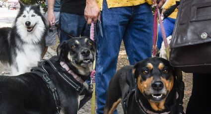 Proponen registro de personas maltratadoras de animales en la CDMX