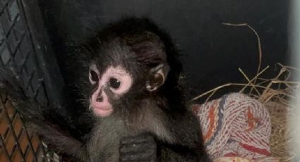 Guardia Forestal rescata a mono araña transportado ilegalmente en Nuevo León