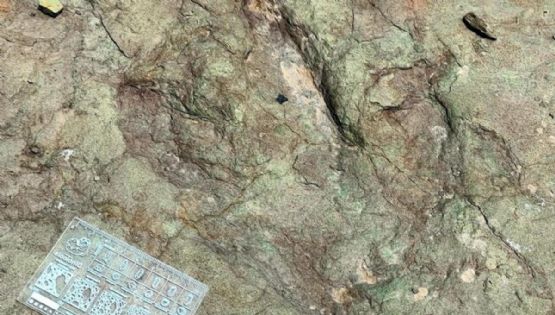 INAH descubre huellas de dinosaurios de hace 120 millones de años en Puebla