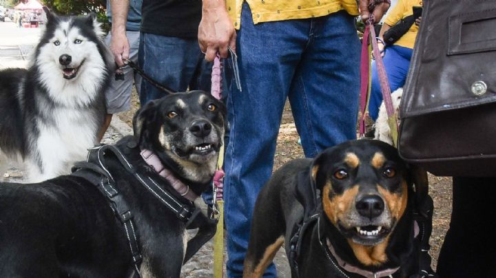 Proponen registro de personas maltratadoras de animales en la CDMX