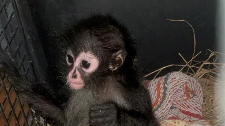 Guardia Forestal rescata a mono araña transportado ilegalmente en Nuevo León