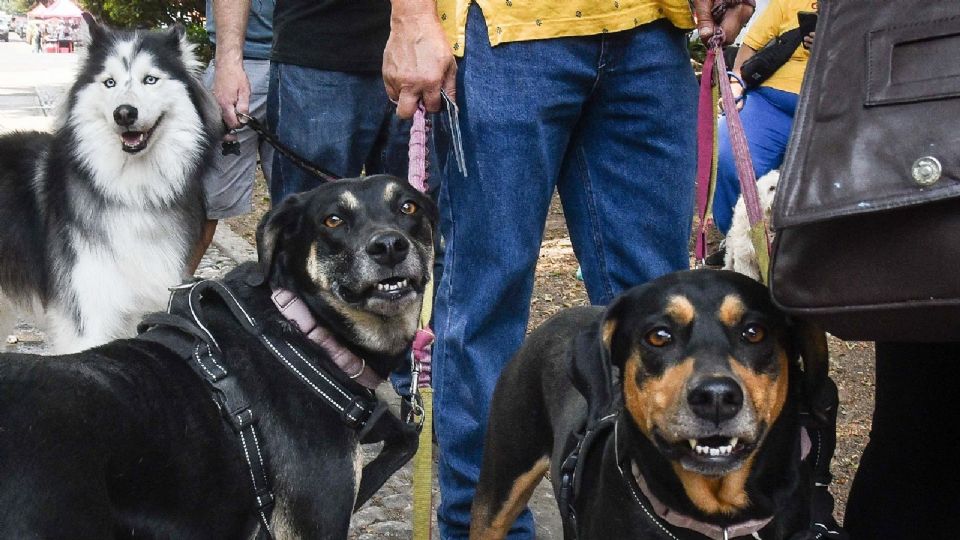 Protección de animales en la CDMX.