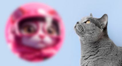 Así serán los gatos en 100 años, según la Inteligencia Artificial