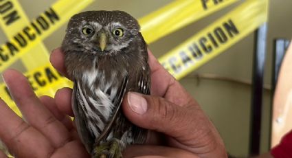 Rescatan en Escobedo a un pequeño búho herido en la colonia Misión de Anáhuac