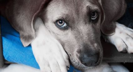 Sujeto lanza piedra enorme a un perrito en calles de Puebla; ya rescataron a "Huesitos" | VIDEO