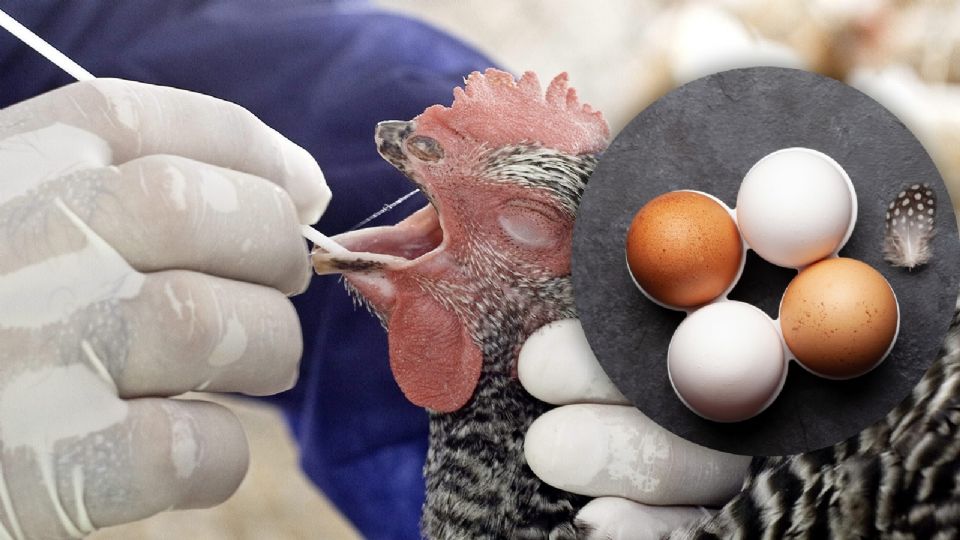 El brote de gripe aviar en EU ha afectado la producción de huevo y pollo, provocando un aumento en los precios en varios estados.