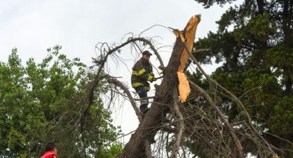 Llaman a autoridades a retirar árboles en riesgo de colapso previo a temporada de lluvias