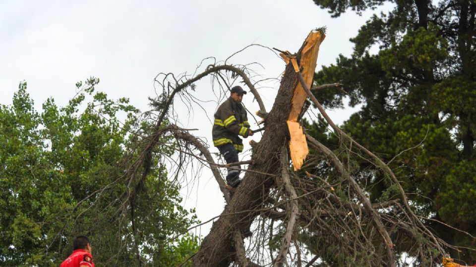 El Heroico Cuerpo de Bomberos atendió 6 mil 953 incidentes relacionados con la caída de árboles y ramas.