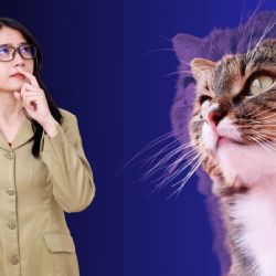 ¡Tu gato te lo agradecerá! 10 errores comunes que cometemos con nuestros felinos