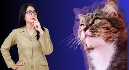 ¡Tu gato te lo agradecerá! 10 errores comunes que cometemos con nuestros felinos