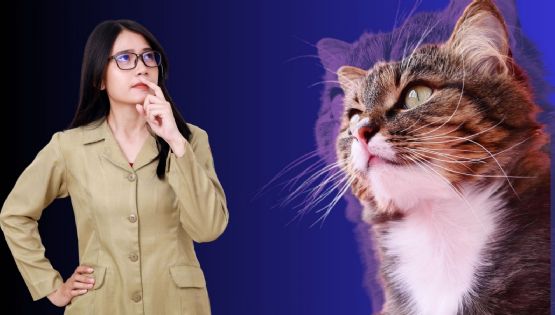 ¡Tu gato te lo agradecerá! 10 errores comunes que cometemos con nuestros felinos