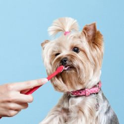 Cada cuánto se deben limpiar los dientes de un perro? Esto recomiendan veterinarios