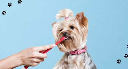 Cada cuánto se deben limpiar los dientes de un perro? Esto recomiendan veterinarios