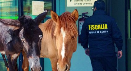 Santuario Burrolandia encuentra a 2 de 4 ejemplares robados; presentan denuncia ante FGJEM | VIDEO