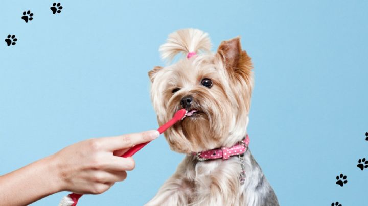 Cada cuánto se deben limpiar los dientes de un perro? Esto recomiendan veterinarios