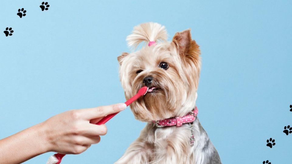 Es crucial estar atento a signos que puedan indicar problemas dentales en tu perro, como mal aliento.