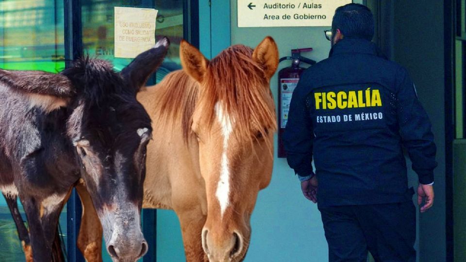 Burrolandia encuentra a dos ejemplares robados.