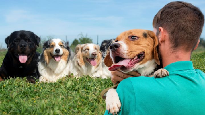 Estas son las 3 razas de perro más fieles, según la inteligencia artificial