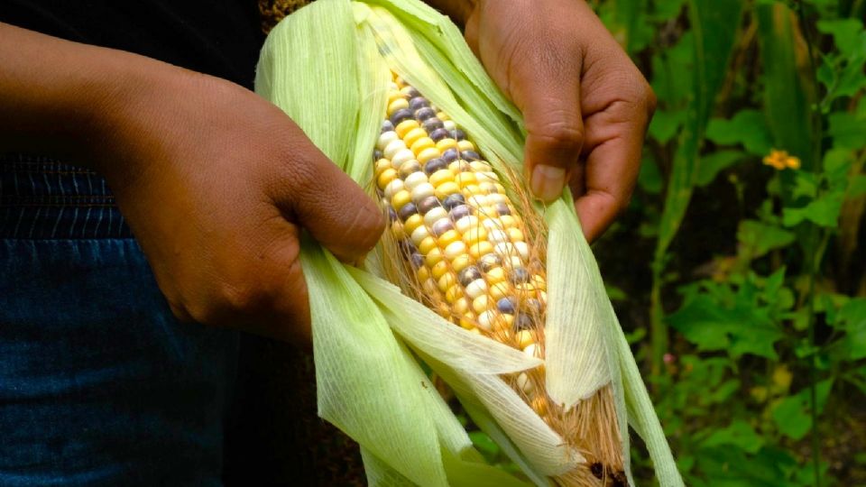 La oposición lamentó que el proyecto se sustente en consideraciones y motivos ideológicos.